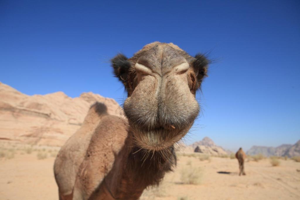 Bedouin Expedition Rum vádi Kültér fotó