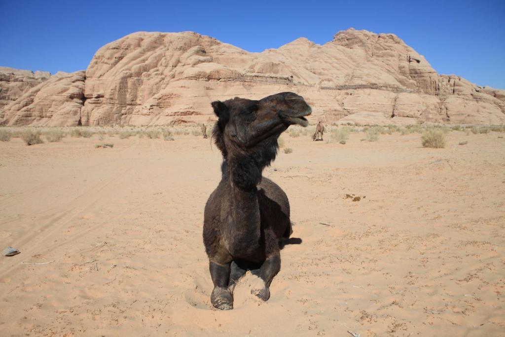 Bedouin Expedition Rum vádi Kültér fotó