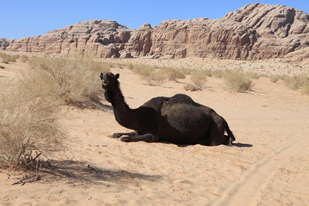 Bedouin Expedition Rum vádi Kültér fotó
